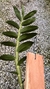 Dendrobium amethystoglossum - comprar online