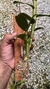Imagem do Dendrobium amethystoglossum