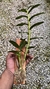 Dendrobium amethystoglossum