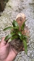 Dendrobium hibiki