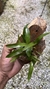 Dendrobium hibiki