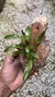 Dendrobium hibiki - Orquidário Aparecida