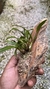 Dendrobium hibiki - loja online