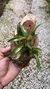 Dendrobium hibiki na internet