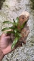 Dendrobium hibiki - Orquidário Aparecida