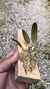 Cattleya yuri X Sophronitis brevipenduculata - loja online