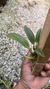 Cattleya yuri X Sophronitis brevipenduculata - loja online