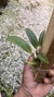 Cattleya yuri X Sophronitis brevipenduculata na internet