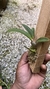 Cattleya yuri X Sophronitis brevipenduculata - comprar online