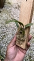 Imagem do Cattleya yuri X Sophronitis brevipenduculata