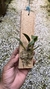 Cattleya yuri X Sophronitis brevipenduculata na internet