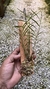 Dendrobium hancockii na internet