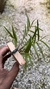 Dendrobium hancockii - comprar online