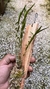 Dendrobium hancockii