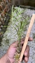 Dendrobium hancockii - comprar online