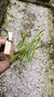 Imagem do Dendrobium hancockii