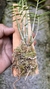 Dendrobium hancockii na internet