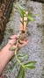 Dendrobium usitae - Orquidário Aparecida