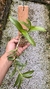 Dendrobium usitae na internet