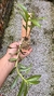 Dendrobium usitae - comprar online