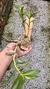 Dendrobium usitae - loja online