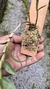 Imagem do Dendrobium usitae