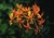 Epidendrum schomburgkii - comprar online