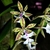 Epidendrum stamfordianum - comprar online