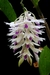 Dendrobium amethystoglossum - comprar online