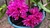 Dendrobium hibiki - comprar online
