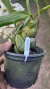 Imagem do Coelogyne cristata Lacre 0000029