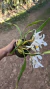 Coelogyne cristata Lacre 0000029 - Orquidário Aparecida