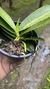 Phalaenopsis cornu cervi x jungle - loja online