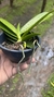 Phalaenopsis cornu cervi x jungle