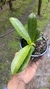 Imagem do Phalaenopsis cornu cervi x jungle