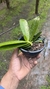 Phalaenopsis cornu cervi x jungle - comprar online