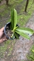 Phalaenopsis cornu cervi x jungle na internet