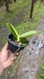 Imagem do Phalaenopsis cornu cervi x jungle