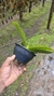 Phalaenopsis cornu cervi x jungle - loja online