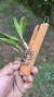 Laelia caulescens - comprar online