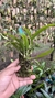 Bulbophyllum corolliferum Lacre 187396