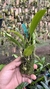 Bulbophyllum corolliferum Lacre 187396 - loja online