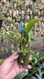 Bulbophyllum corolliferum Lacre 187396 - Orquidário Aparecida