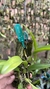 Imagem do Bulbophyllum corolliferum Lacre 187396
