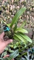 Bulbophyllum corolliferum Lacre 187396 na internet