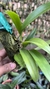 Imagem do Bulbophyllum corolliferum Lacre 187396