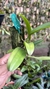 Bulbophyllum corolliferum Lacre 187396 na internet