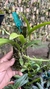Bulbophyllum corolliferum Lacre 187396 - comprar online