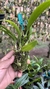 Bulbophyllum corolliferum Lacre 187396