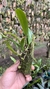 Bulbophyllum corolliferum Lacre 187396 - comprar online